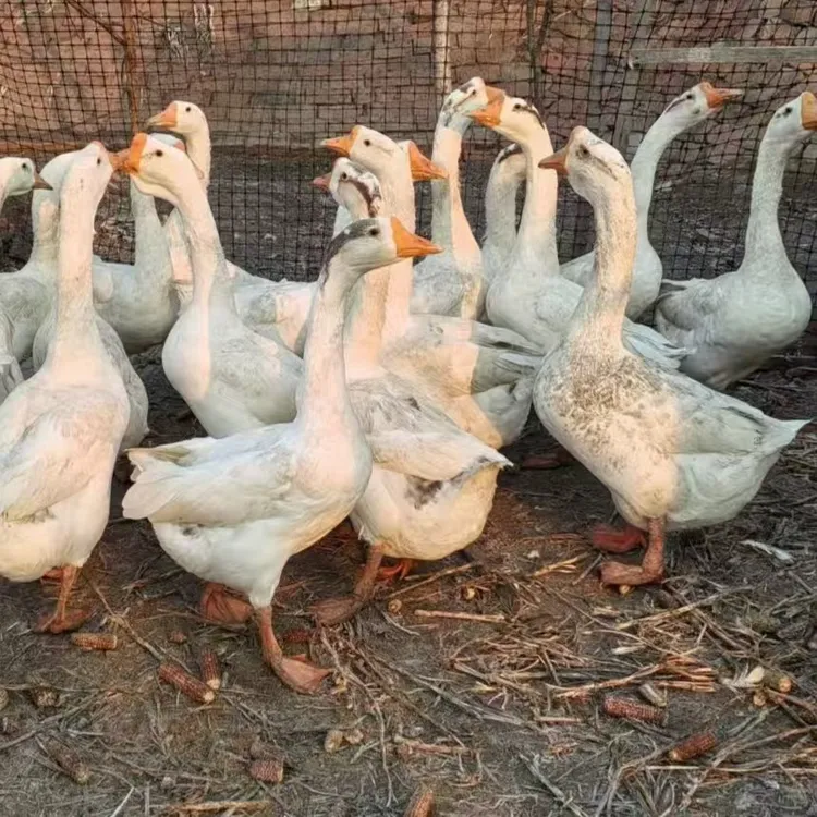 东北散养大鹅（生鲜发出后不做拦截谢谢）