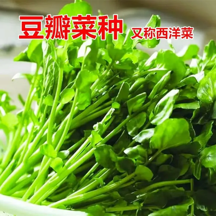 【西洋菜种子】四季种植盆栽阳台