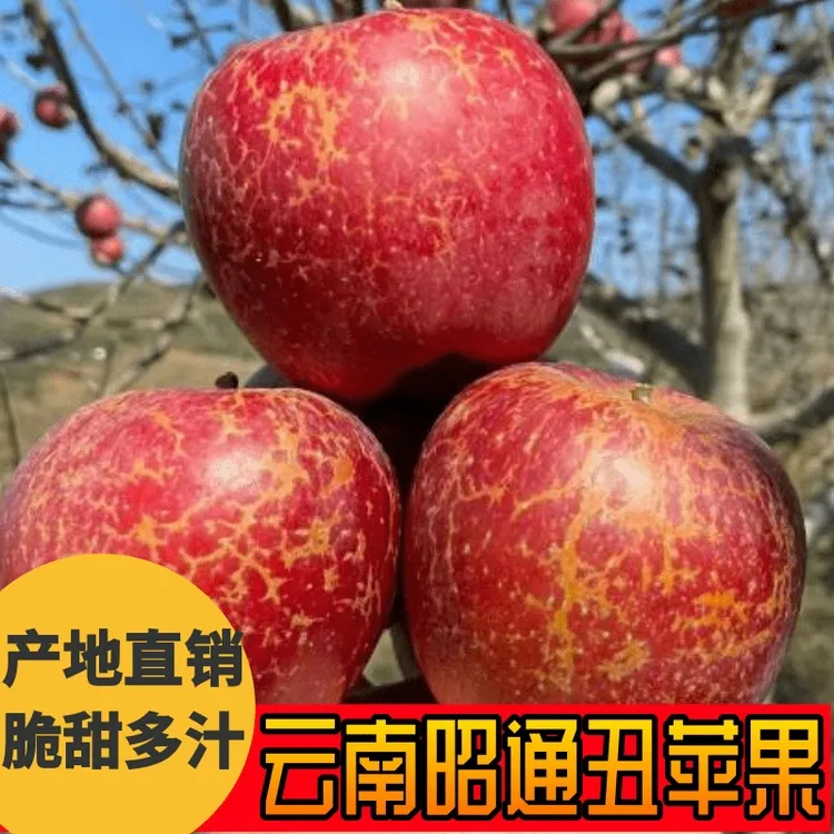 现摘现发云南昭通大凉山冰糖心丑苹果新鲜脆甜头茬新果孕妇推荐
