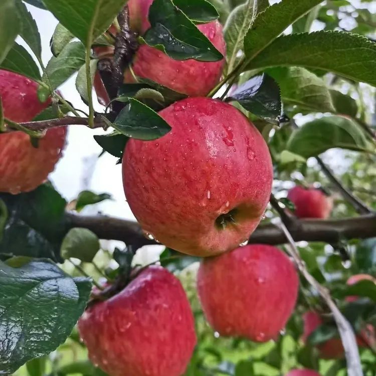 云南昭通高山丑苹果现摘新鲜脆甜多汁无酸可口