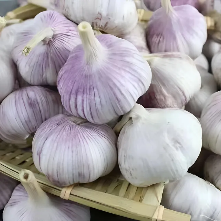 【新蒜批发】5斤中果大果超大果干蒜邳州可吃可种3斤5斤9斤粒粒饱满