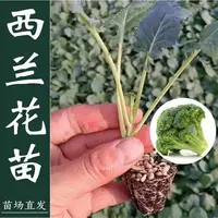 西兰花苗西兰花种苗阳台盆栽绿菜花菜有机菜花苗西蓝花