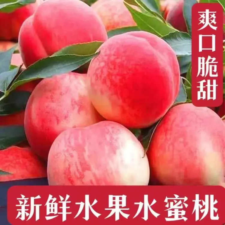 【吃桃季】正宗山东水蜜桃当季新鲜水果脆软甜多汁桃子春雪突围