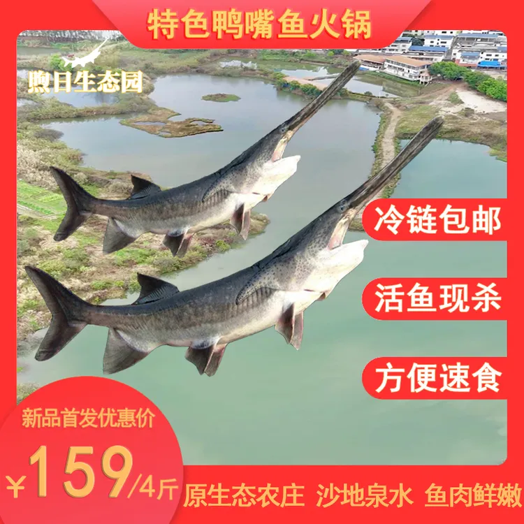 活杀鸭嘴鱼新鲜鱼片火锅食用无刺软骨淡水鱼椒盐鱼腩高汤汤底