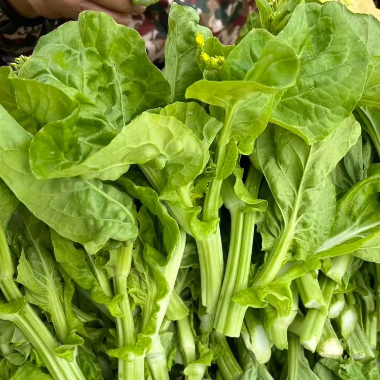 贵州高山农家白菜苔新鲜现摘软糯清甜蔬菜