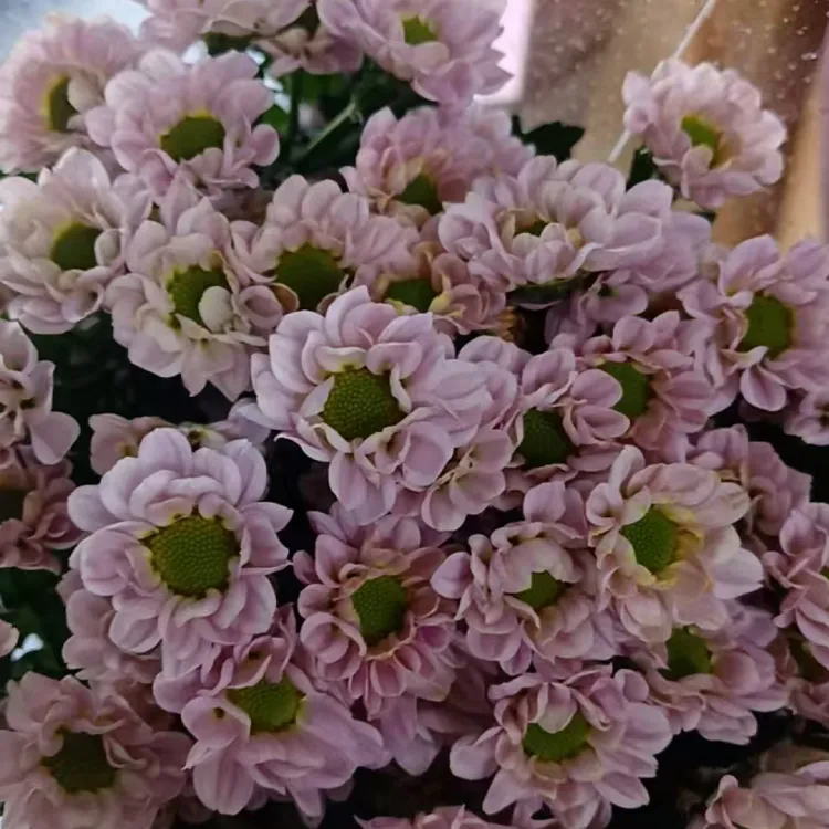 粉色小雏菊一把10支装