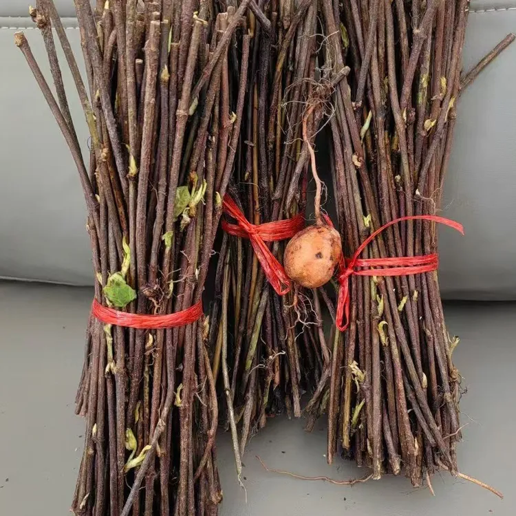 高产量改良大叶何首乌藤蔓苗何首乌新鲜成活率高