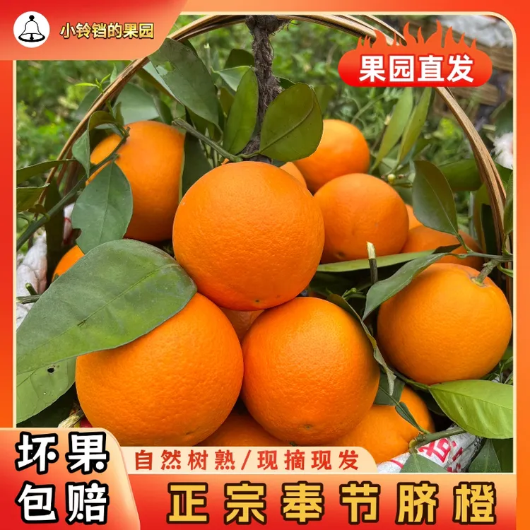 奉节脐橙福本10斤正宗重庆鲜橙子应季水果孕妇非赣南产地直发副本