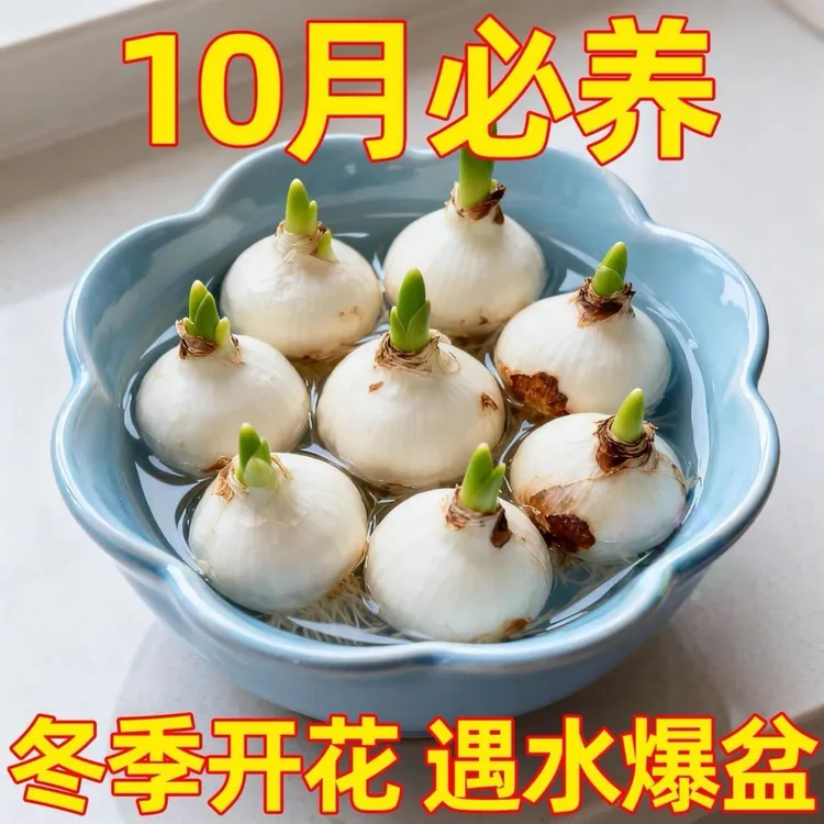 漳州水仙花种球水培盆栽懒人水养花卉套餐球根水仙花水培四季开花