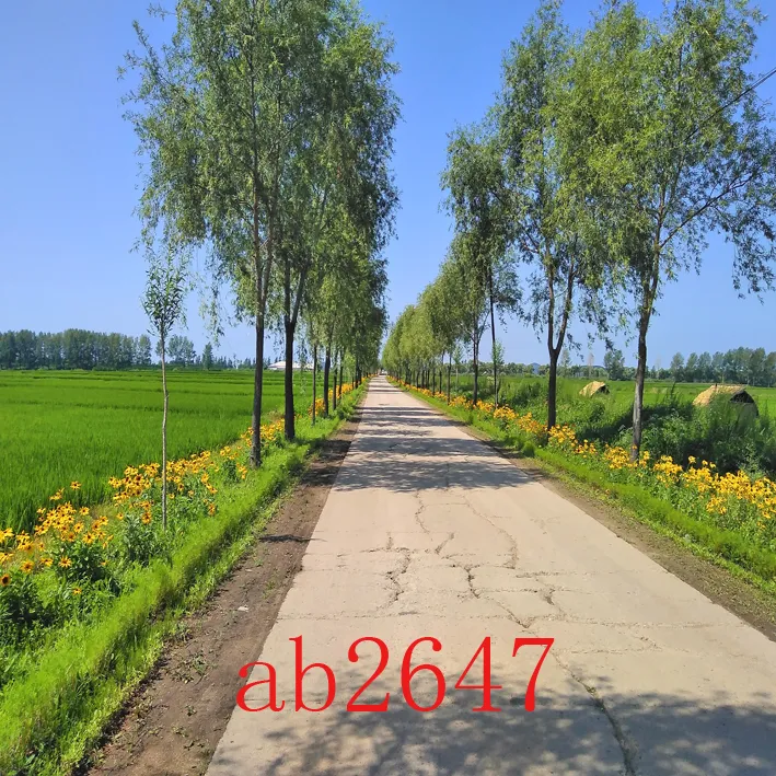 农村背景布直播新款乡村田园风景画户外背景墙油菜花网红