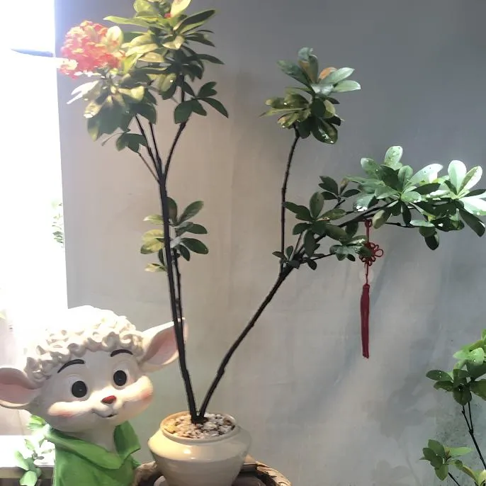 龙船花盆栽绿植桌面高级感宋式美学观花植物