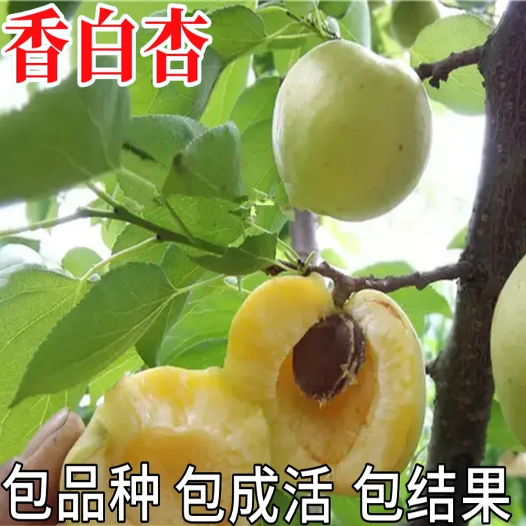 香白杏树果苗南北方种植耐寒特大号杏子盆栽嫁接苗早晚熟当年结果