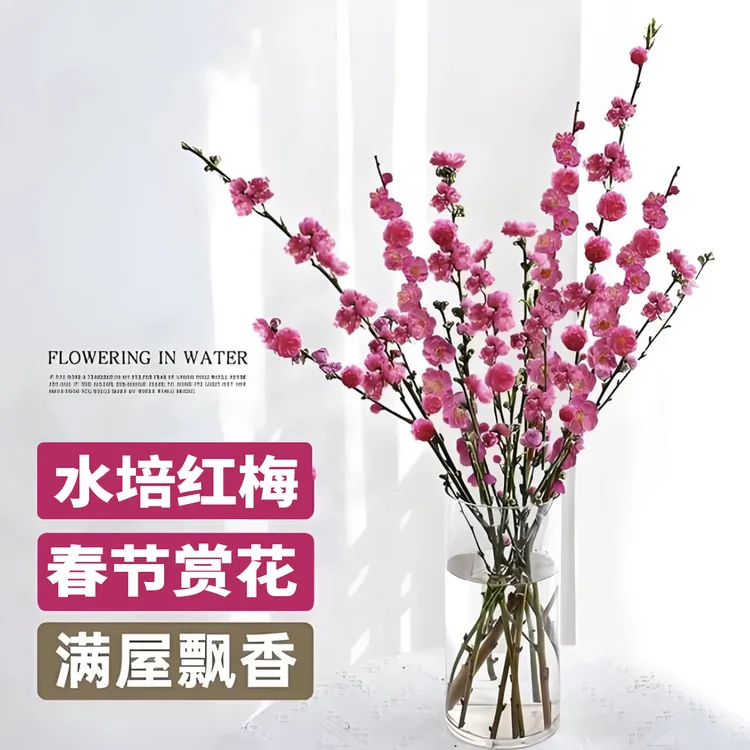 【年宵花卉】水培红梅干枝客厅卧室好养活的花卉植物