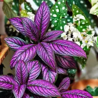 波斯红叶室内阳台庭院耐荫植物色彩变化丰富