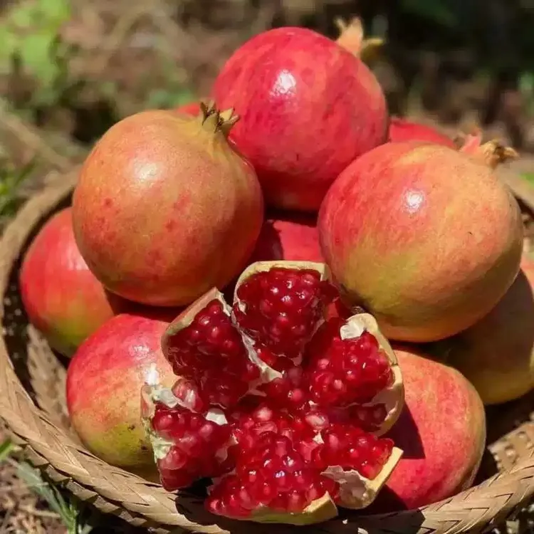 正宗四川会理突尼斯软籽石榴