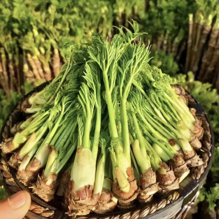 东北山野菜新鲜刺嫩芽1斤起售（顺丰）