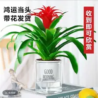W鸿运当头盆栽室内客厅办公室书房玄关植物花卉凤梨红星红花