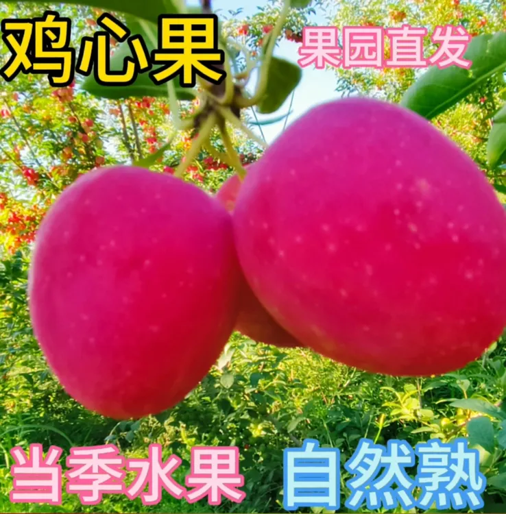 东北特产鸡心果锦绣海棠果冰糖心海棠果新鲜应季水果