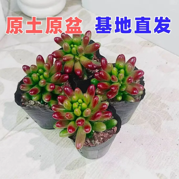 虹之玉锦多肉新手群生多头办公室盆栽花卉绿植好养易活肉肉爆盆