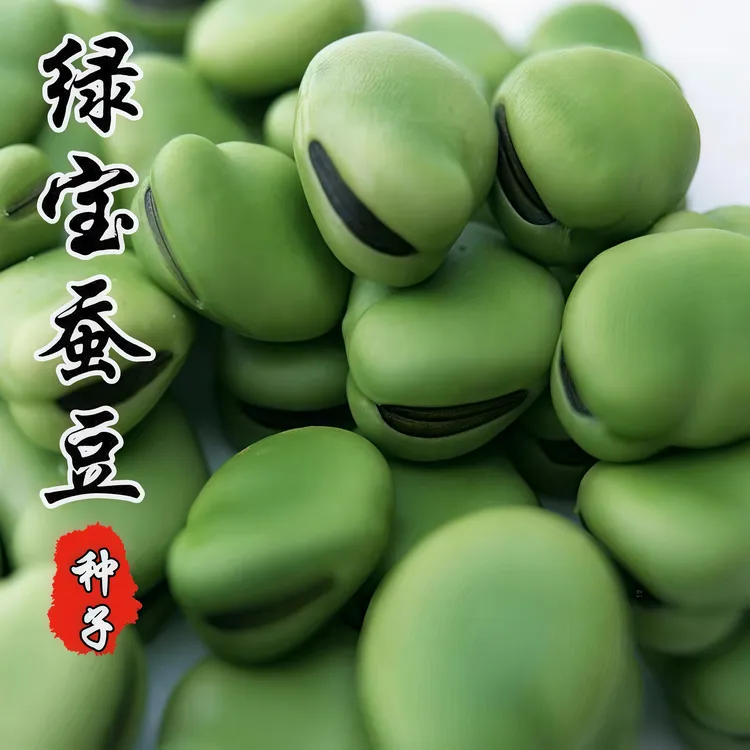 蚕豆种子早熟高产可留种正宗罗汉杂粮七星南方北方四季可播种种子
