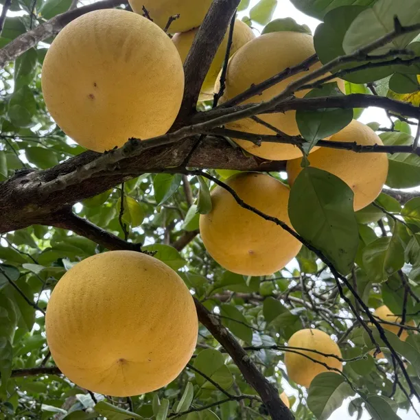 重庆特产梁平柚梁山柚麻柚子平顶柚新鲜水果农家现摘包邮