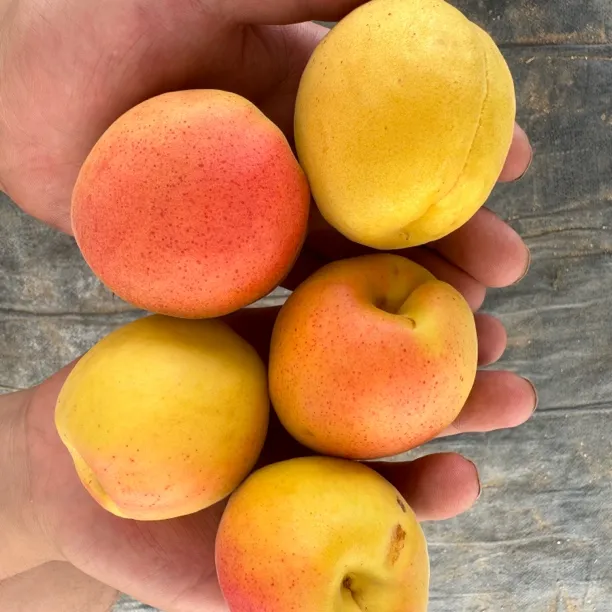 大连超精品真阳杏 农村自家门口二十年老树出品现摘现发