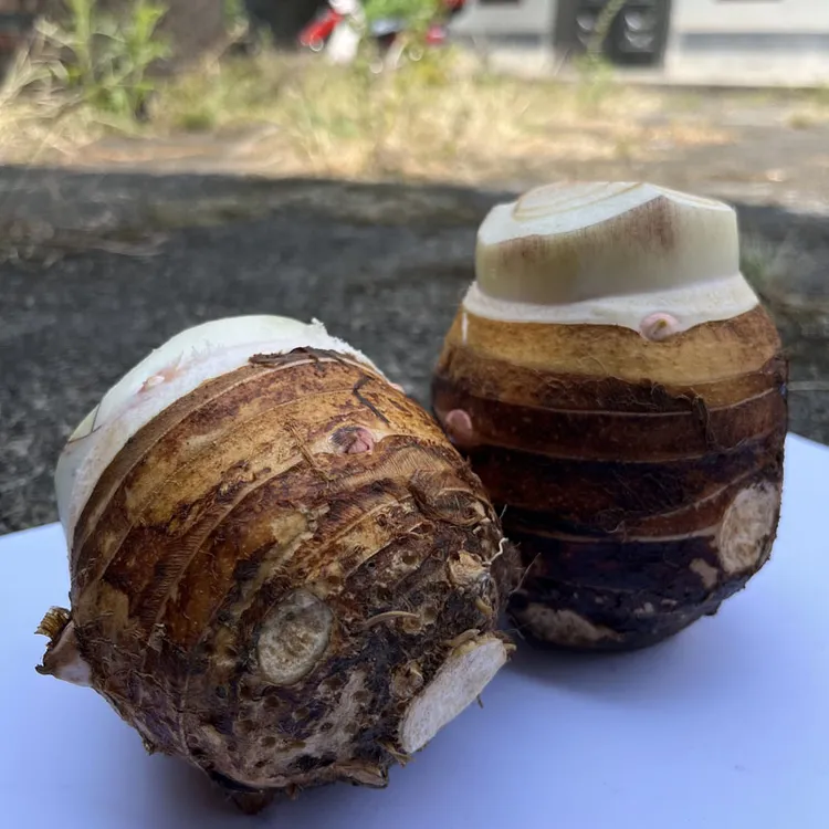 农家自种母芋头新鲜现挖赣南芋脑香糯粉润可煲汤可炒菜可油炸
