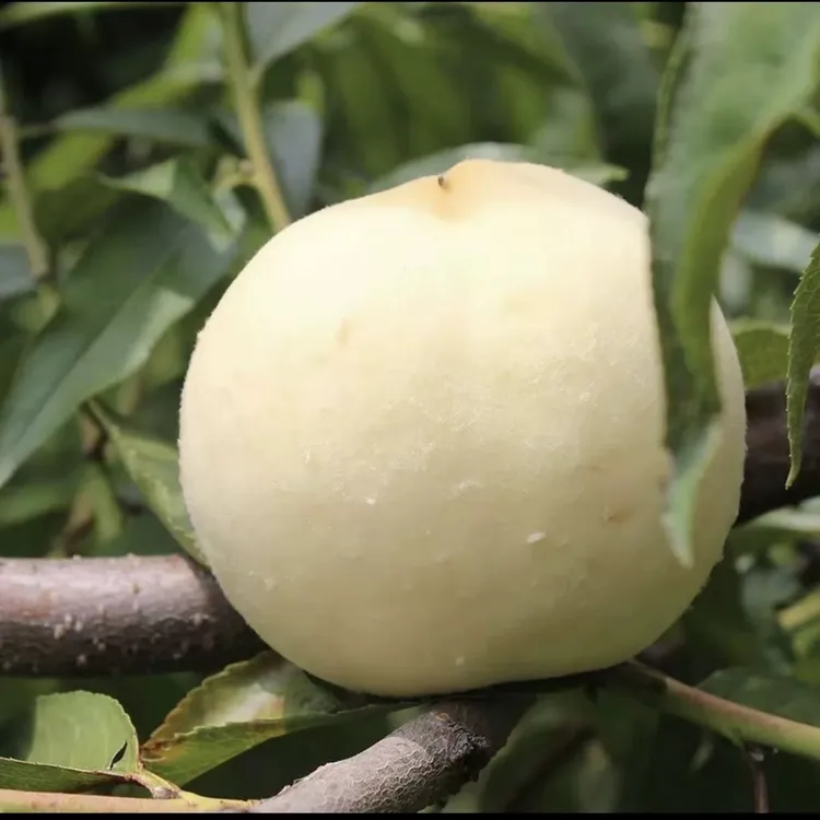 顺丰生鲜包邮  江苏金秋红蜜甜桃产地直发脆甜可口现摘现发