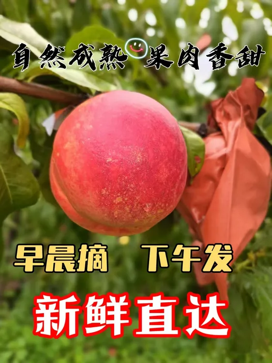 【顺丰包邮】无毛露天彩虹红油桃当季新鲜现摘应季孕妇水蜜桃桃子