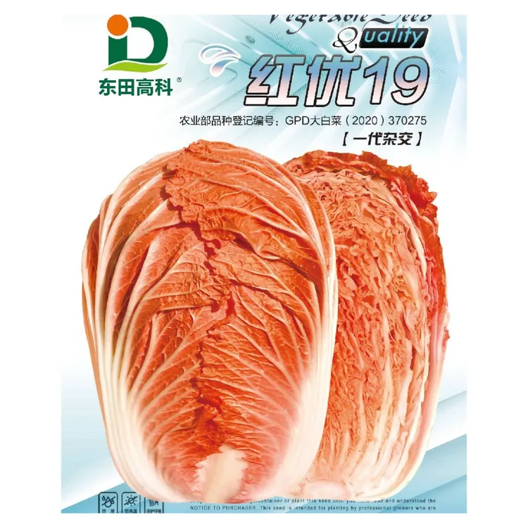 中晚熟橘红心白菜种子口感柔嫩外型美观适应区域广田间白菜种子