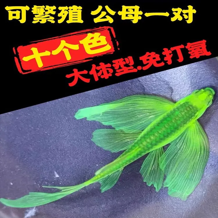 蝶翼长尾斑马鱼蝶衣观赏鱼大号翡翠蝶翼斑马鱼糖果缸龙凤冷水淡水