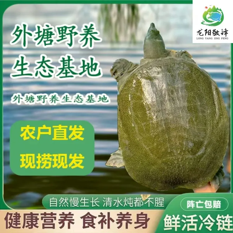 汉寿外塘生态甲鱼3斤 一物一拍 青背白底和黄背黄底任挑 鲜活发货
