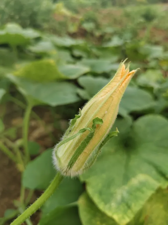 南瓜花农家自种老品种新鲜南瓜花食用南瓜花油炸南瓜花新鲜南瓜花