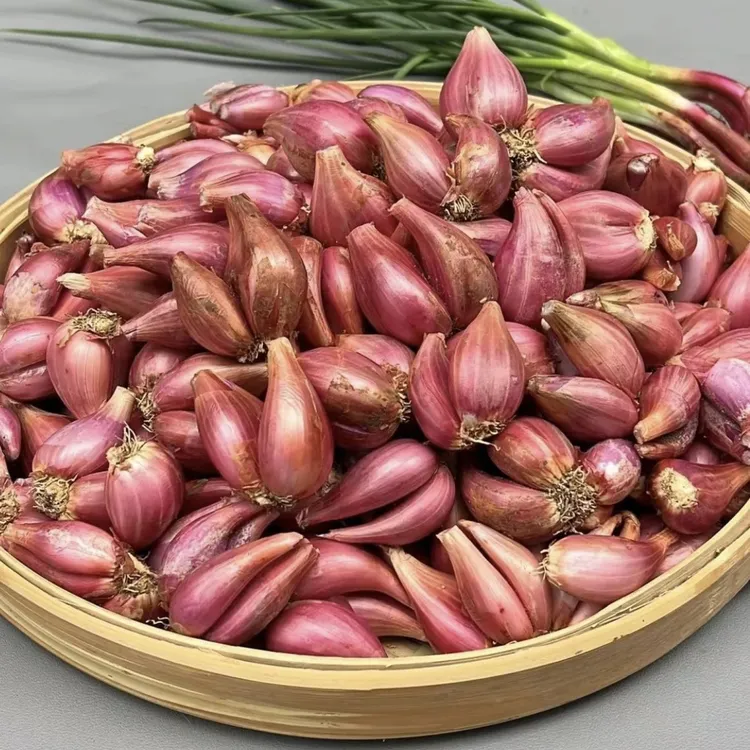 四季红葱头干葱头葱头新鲜火葱种子花盆栽种植个头饱满香葱头爆香