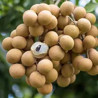顺丰空运海南石夹龙眼新鲜现摘纯甜无酸包邮直达