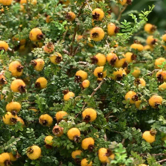 贵州原产地正宗刺梨鲜果现摘现发农家自种可泡酒可榨汁可生吃