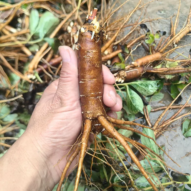 赤芍药嫁接根萝卜头砧木10颗一组精选菏泽直发货