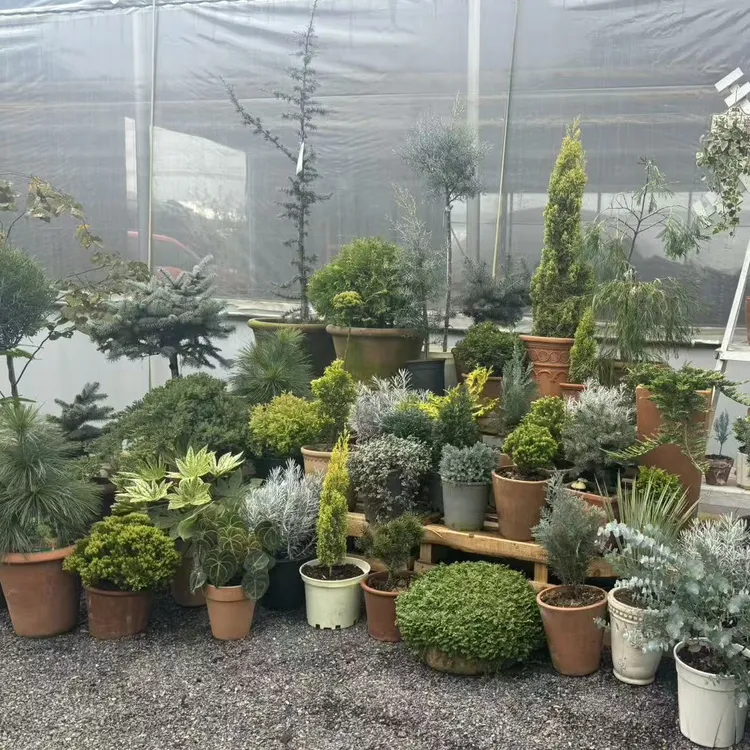 进口多品种针叶树 四季常绿多年生耐热耐寒阳台花园庭院植物盆栽