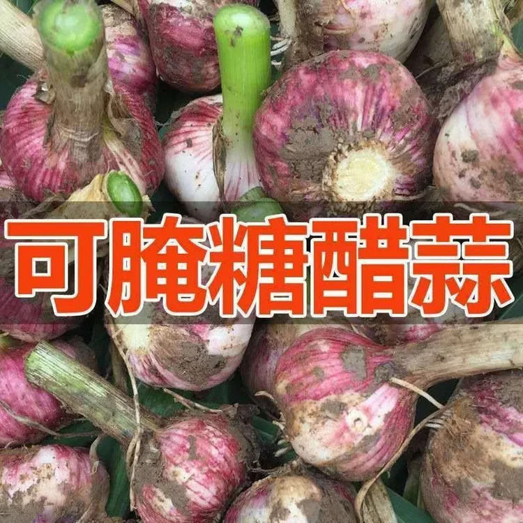 2025新鲜现挖湿蒜紫皮蒜泡蒜腊八蒜农家自种鲜蒜红皮蒜多瓣蒜