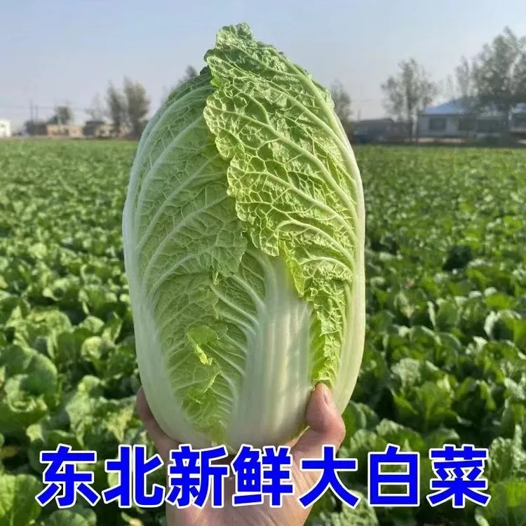 东北新鲜自产自种大白菜可以蘸酱生吃的蔬菜农家冬储应季霜打白菜