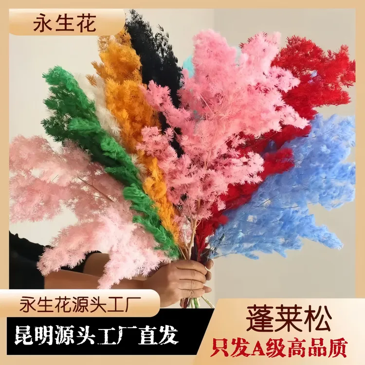 永生蓬莱松♥A级包邮包售后云南永生花工厂直发5把起