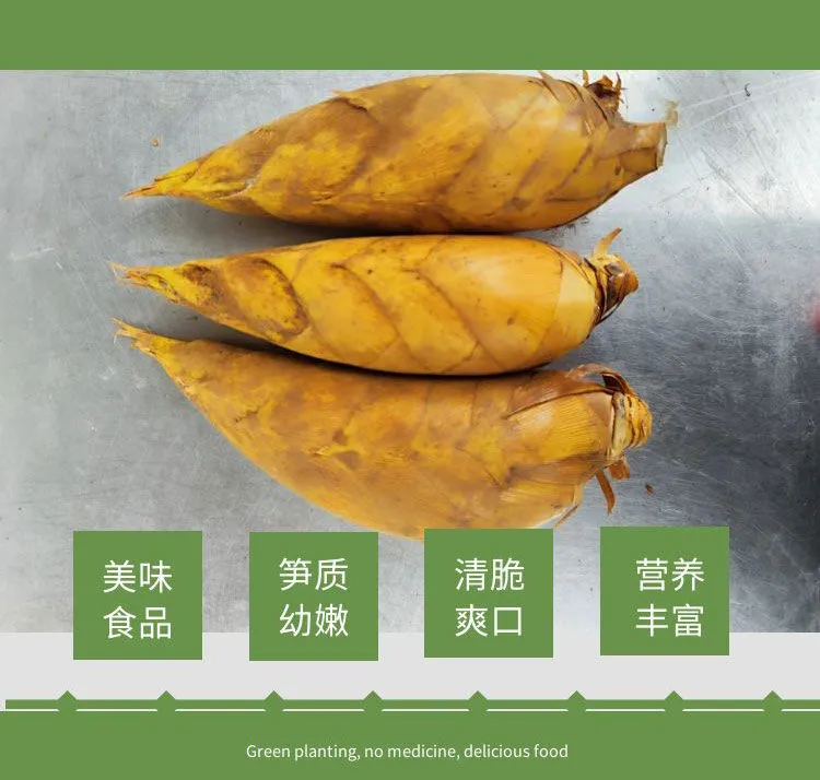 2025贵州赤水高山黄泥新鲜冬笋现挖现发鲜嫩脆口农家时令蔬菜包邮