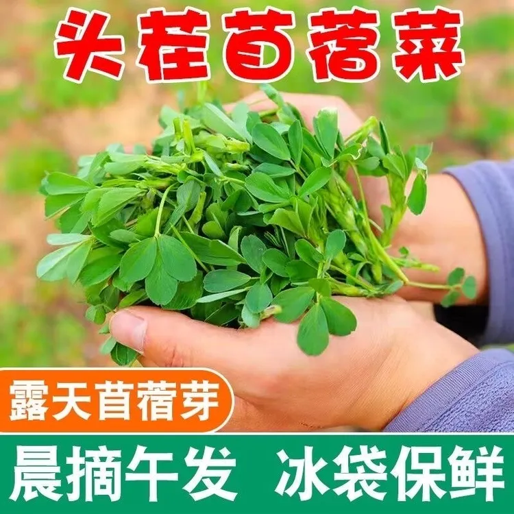 头茬苜蓿菜陕西头茬半野菜苜蓿新鲜金花菜草头菜新鲜采摘2/3/4/5斤