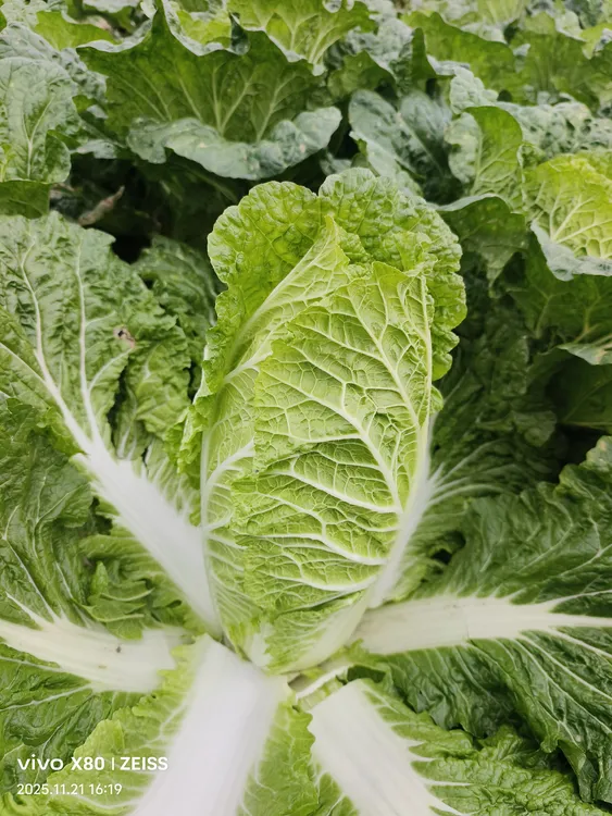 贵州高山农家自种新鲜大白菜下无污染无添加打过霜了下过雪蔬菜