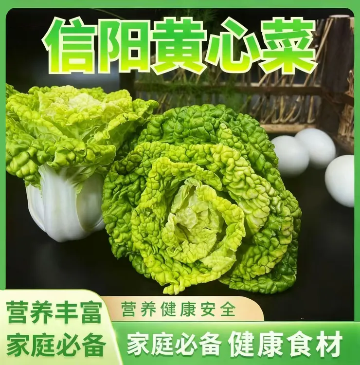 信阳特色黄心菜卷窝菜卷心菜叶肥纤维少细嫩甘脆营养丰富口味鲜美