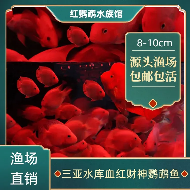 8-10cm财神鱼观赏血红鹦鹉观赏鱼财神鹦鹉鱼热带招财观赏血鹦鹉