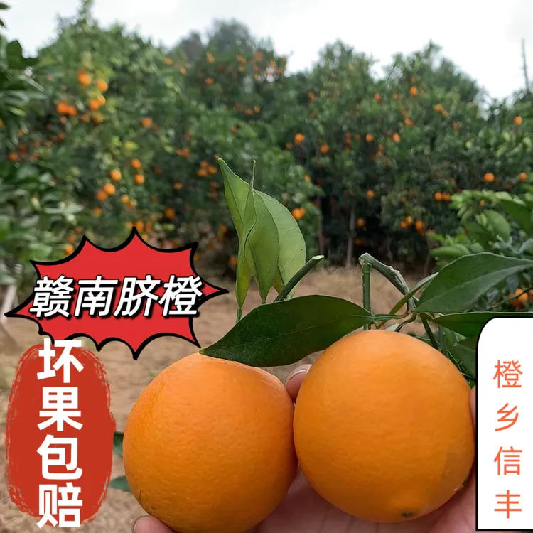 信丰脐橙产地直发京东包邮江西广东福建上海湖北湖南浙江安徽江苏