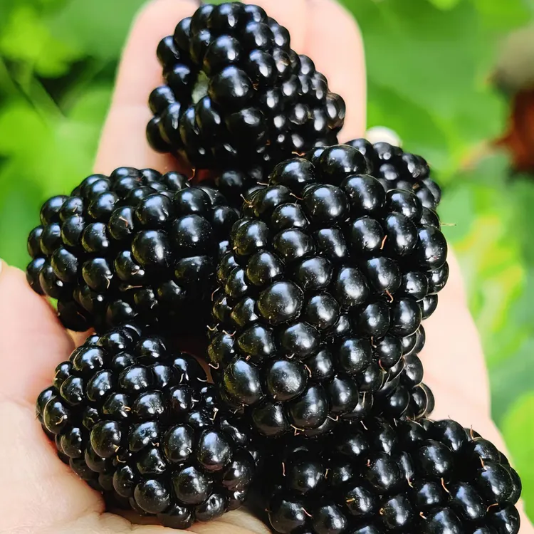 【新鲜树莓中秋送礼首选】云南高原露天种植新鲜树莓空运送货上门