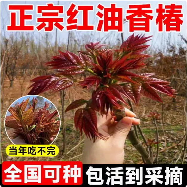 红油树苖正宗矮化食用香春树苗四川春芽南方种植果树果苗盆栽