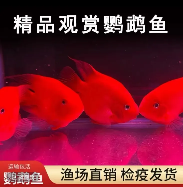 血红鹦鹉鱼活体中大型热带观赏鱼适合新手养殖可混养